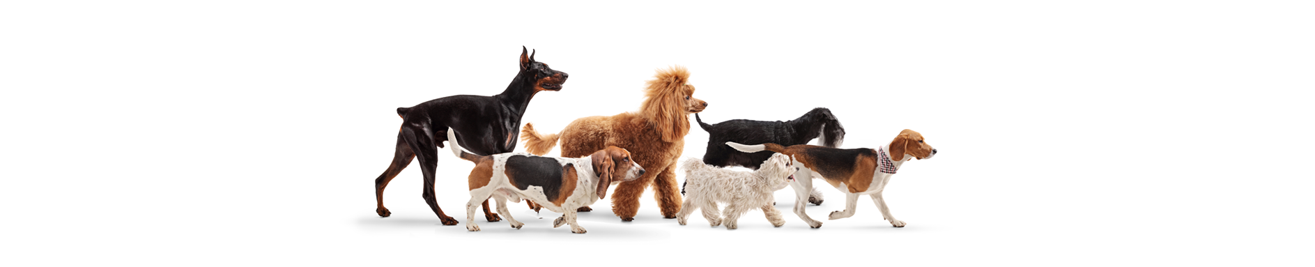 img-dog