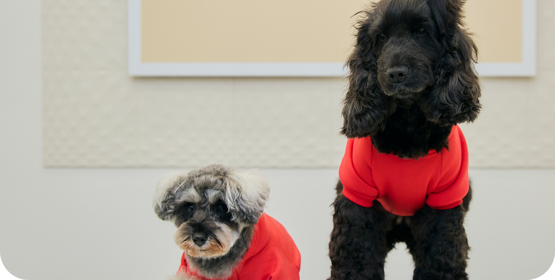 みなとみらいのドッグサロン viviiAN DOG ヴィヴィアンドッグ 2