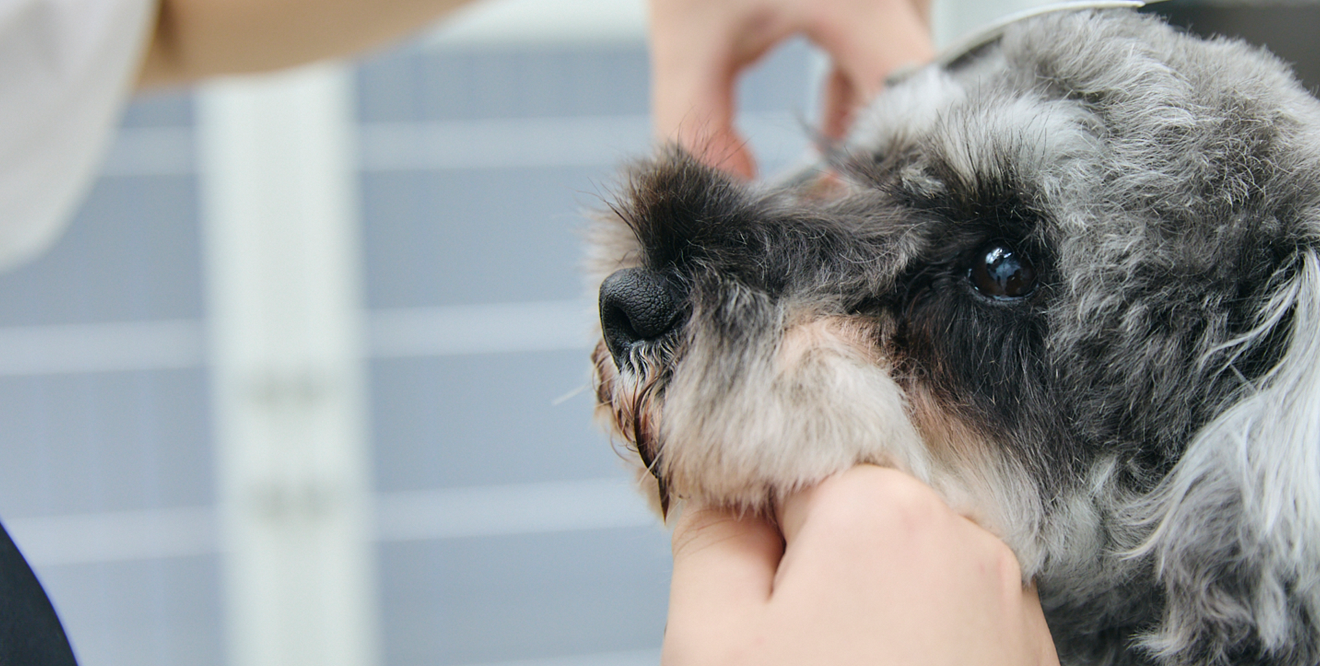 みなとみらいのドッグサロン viviiAN DOG ヴィヴィアンドッグ 3