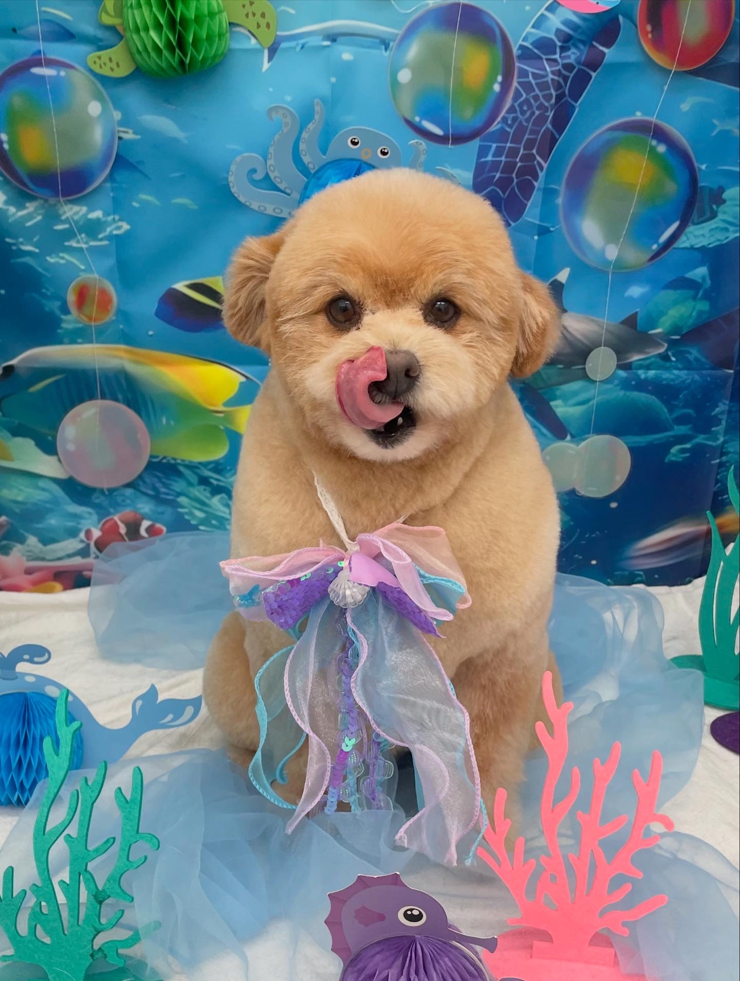 ☆トリミング紹介☆