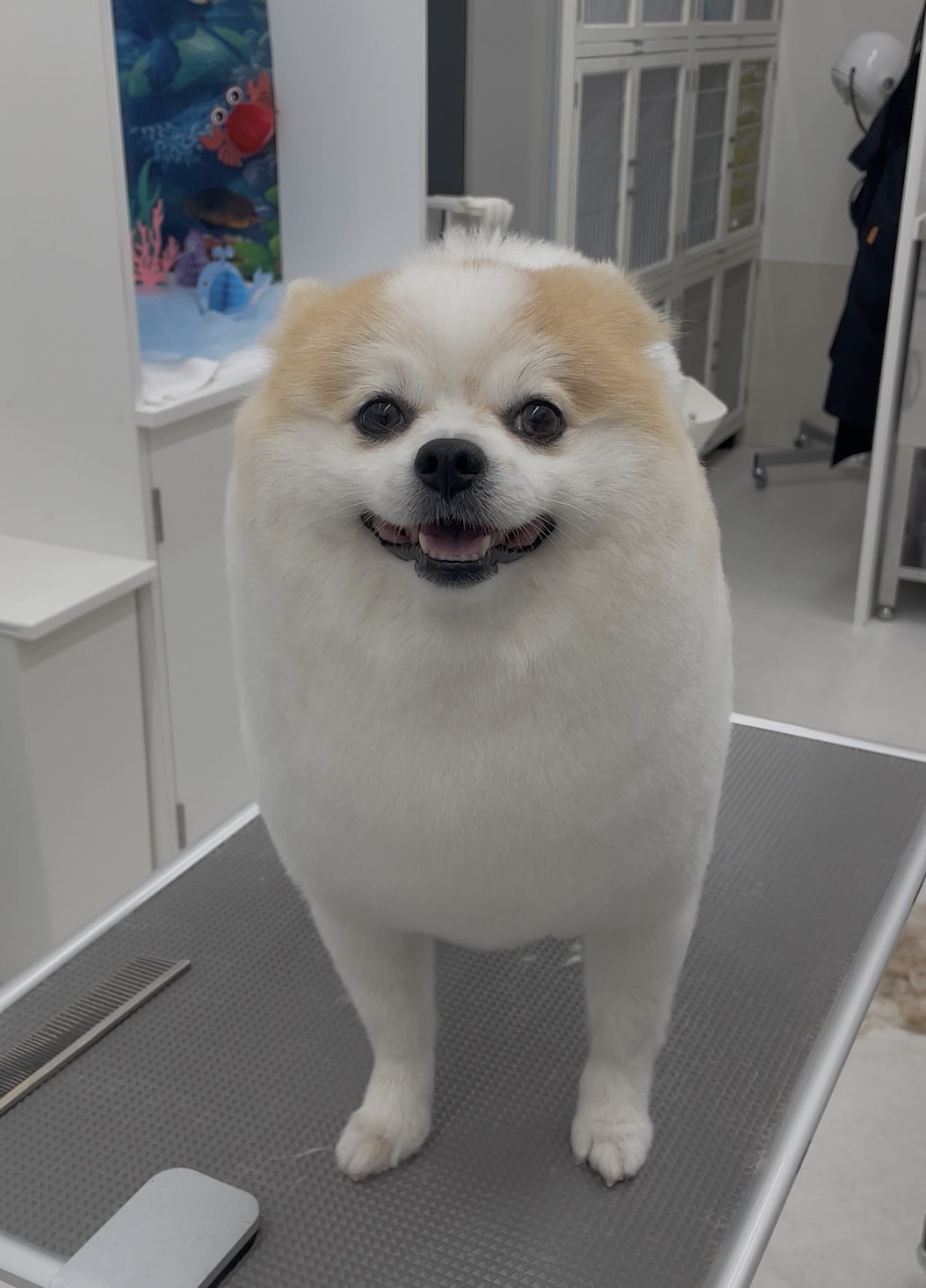 ☆トリミング紹介☆