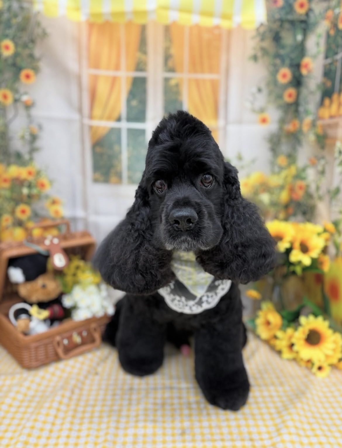 ☆トリミング紹介☆