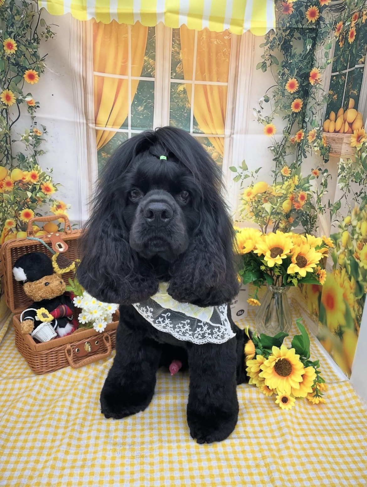 ☆トリミング紹介☆