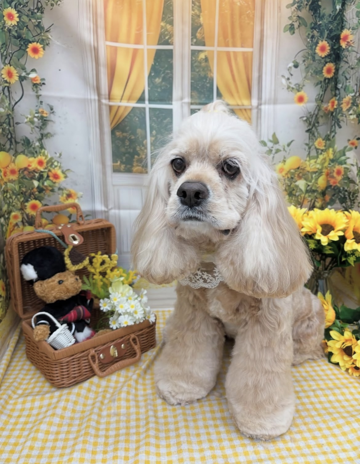 ☆トリミング紹介☆