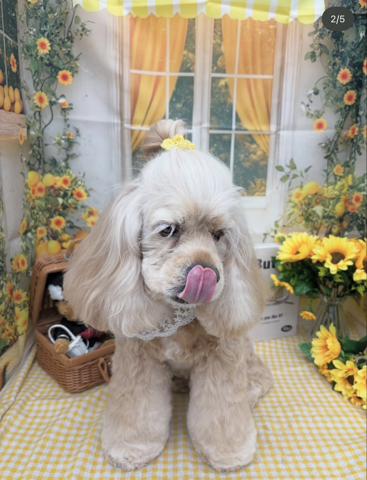 ☆トリミング紹介☆