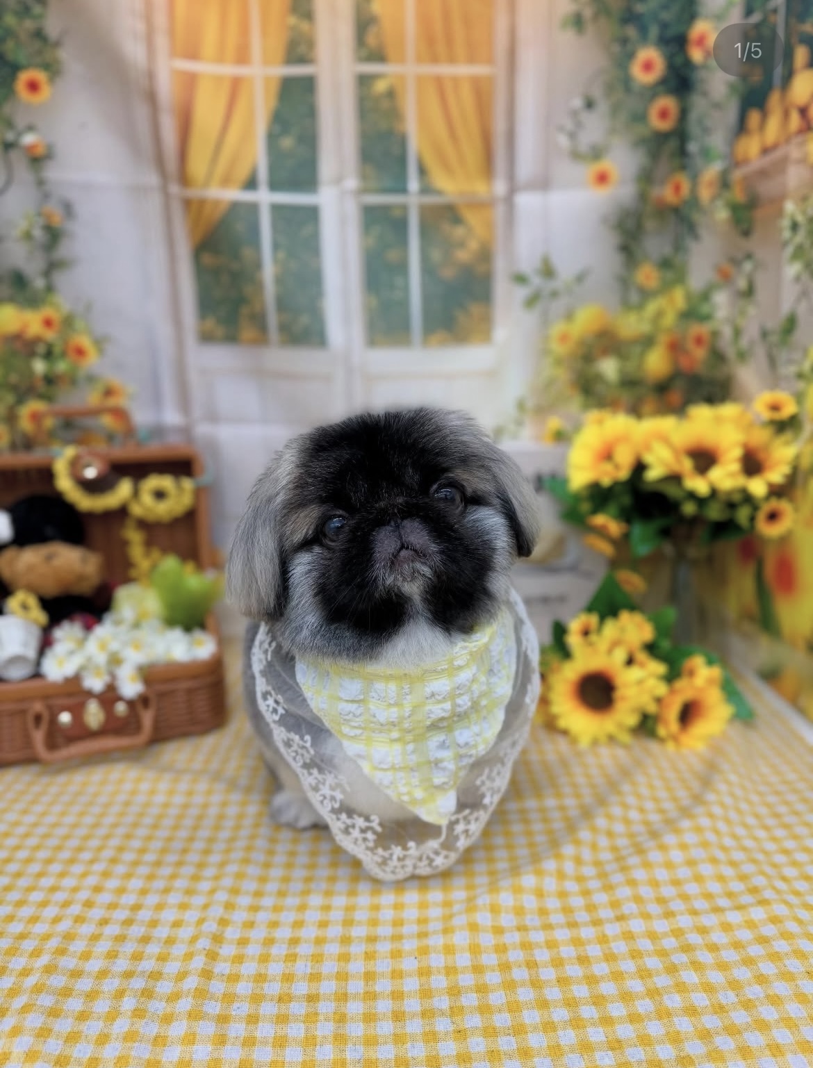 ☆トリミング紹介☆