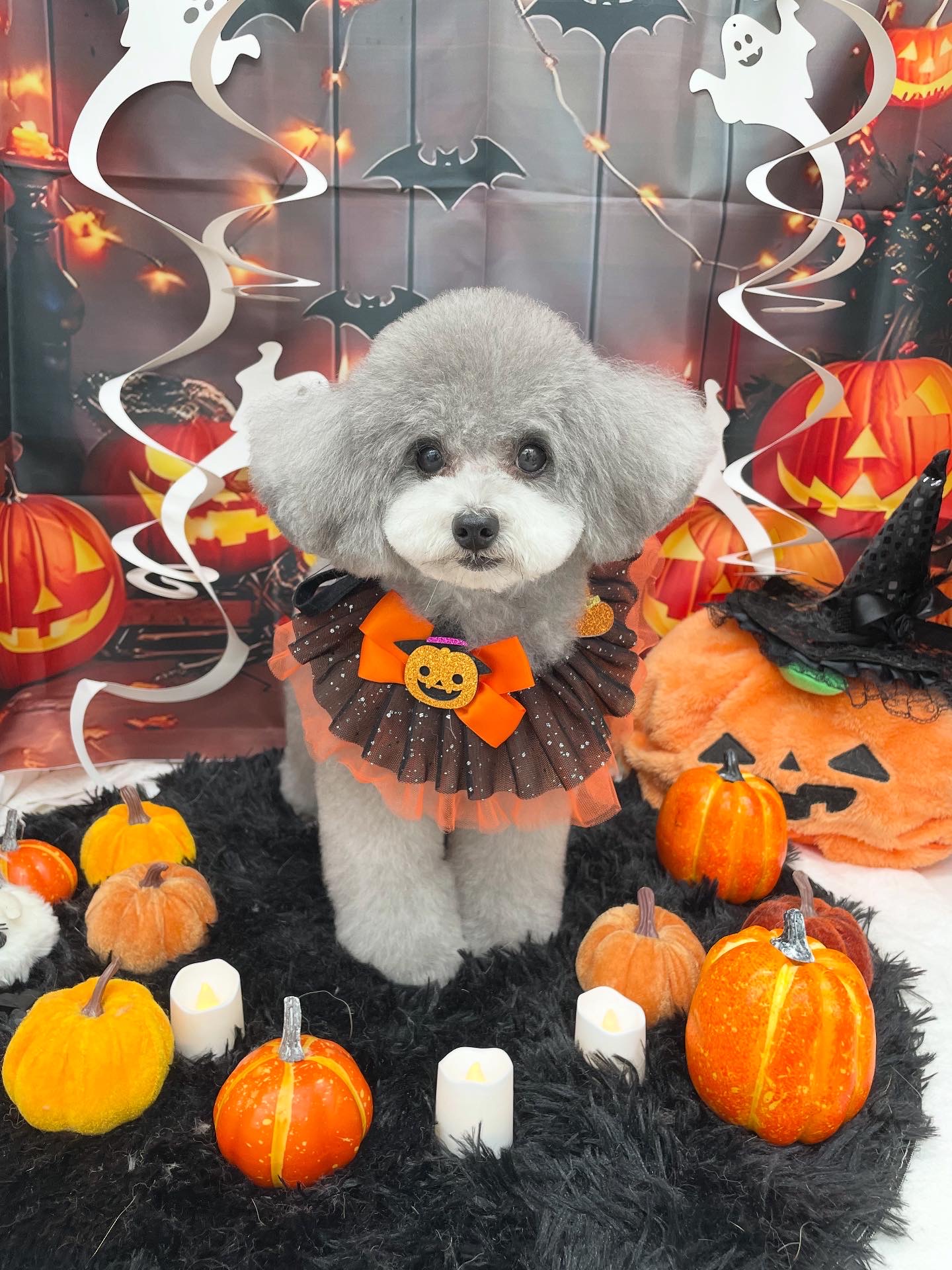 ☆トリミング紹介☆