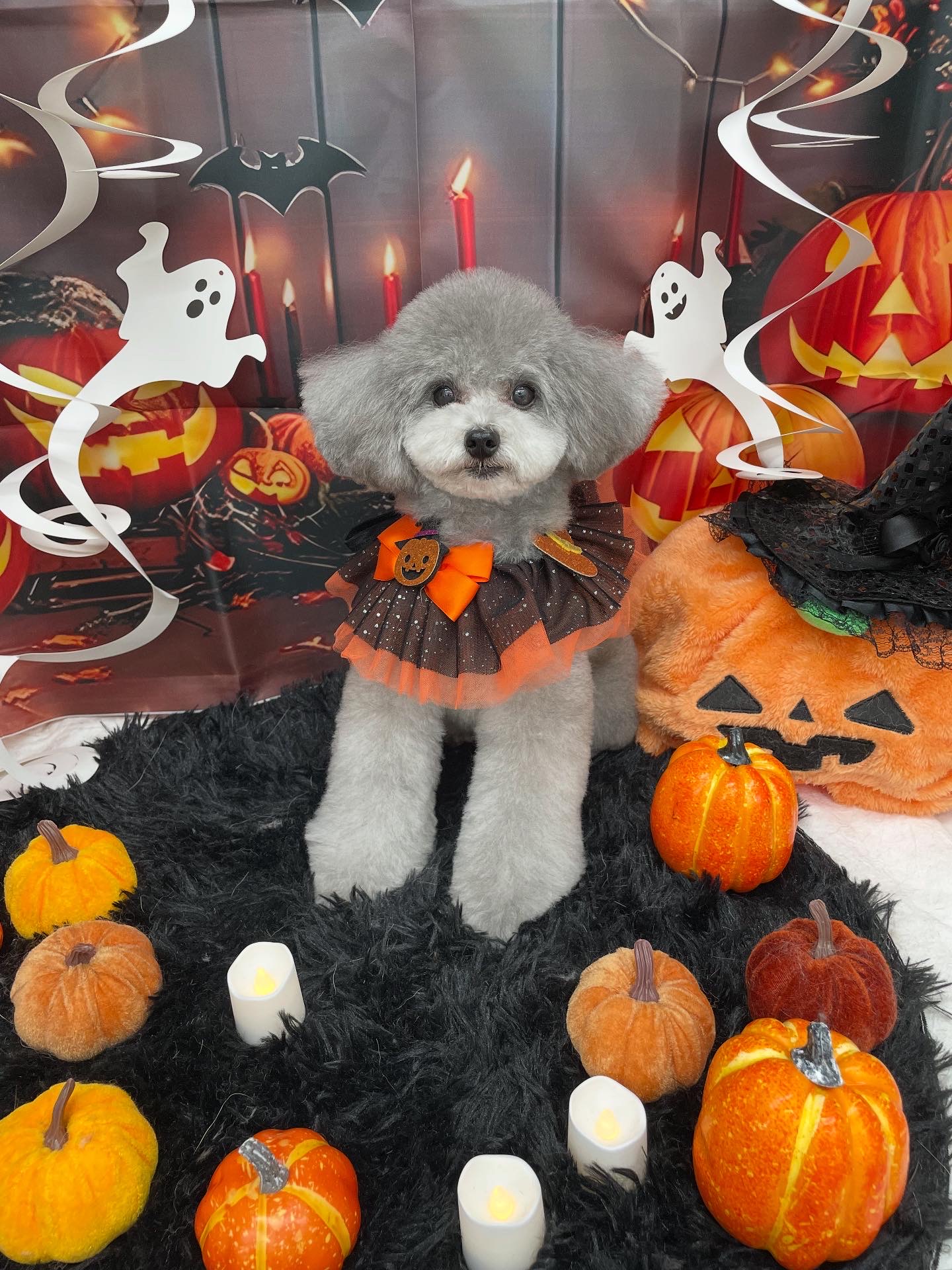 ☆トリミング紹介☆