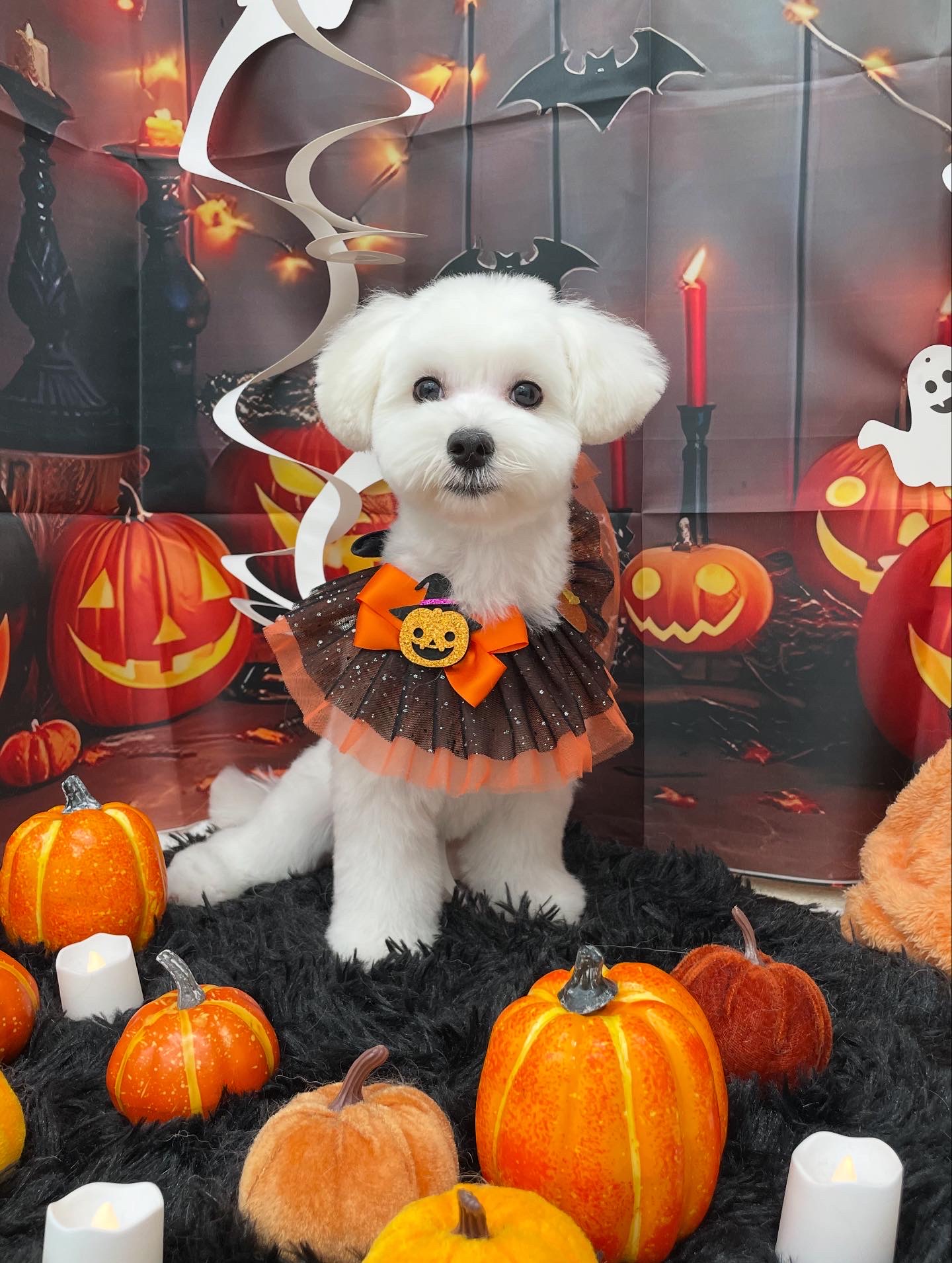 ☆トリミング紹介☆