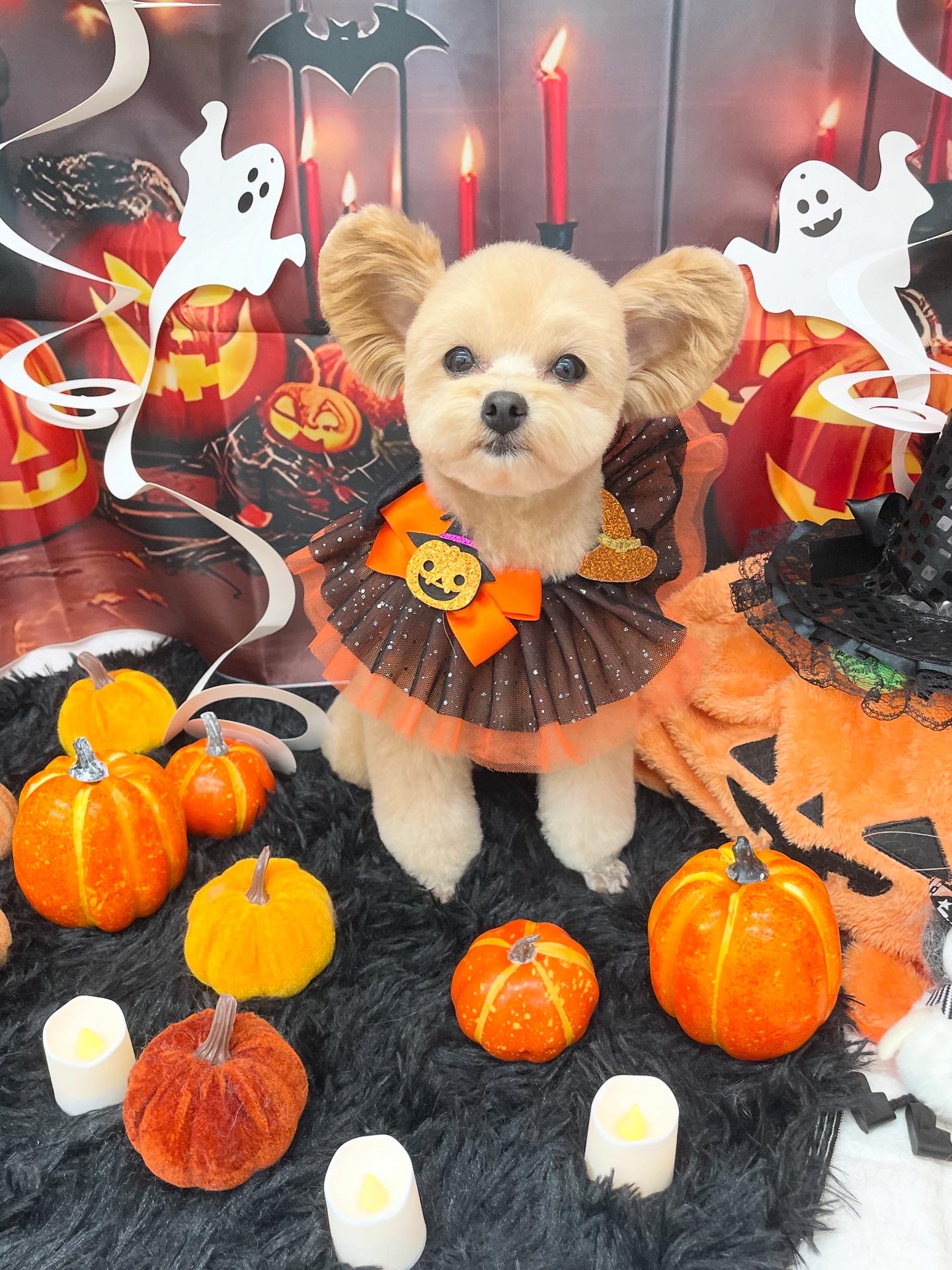 ☆トリミング紹介☆