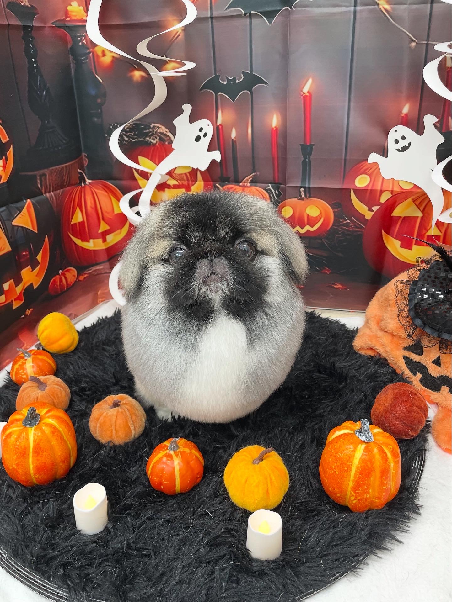 ☆トリミング紹介☆