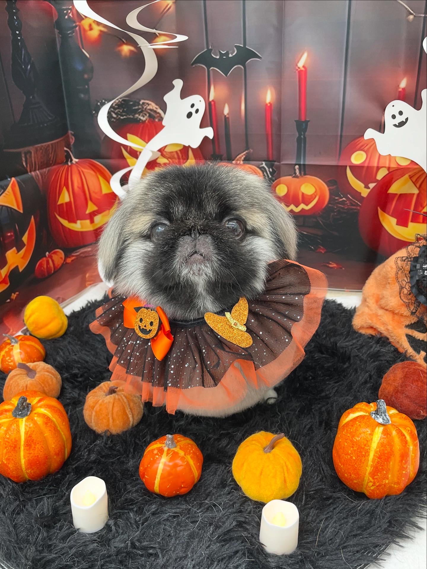 ☆トリミング紹介☆