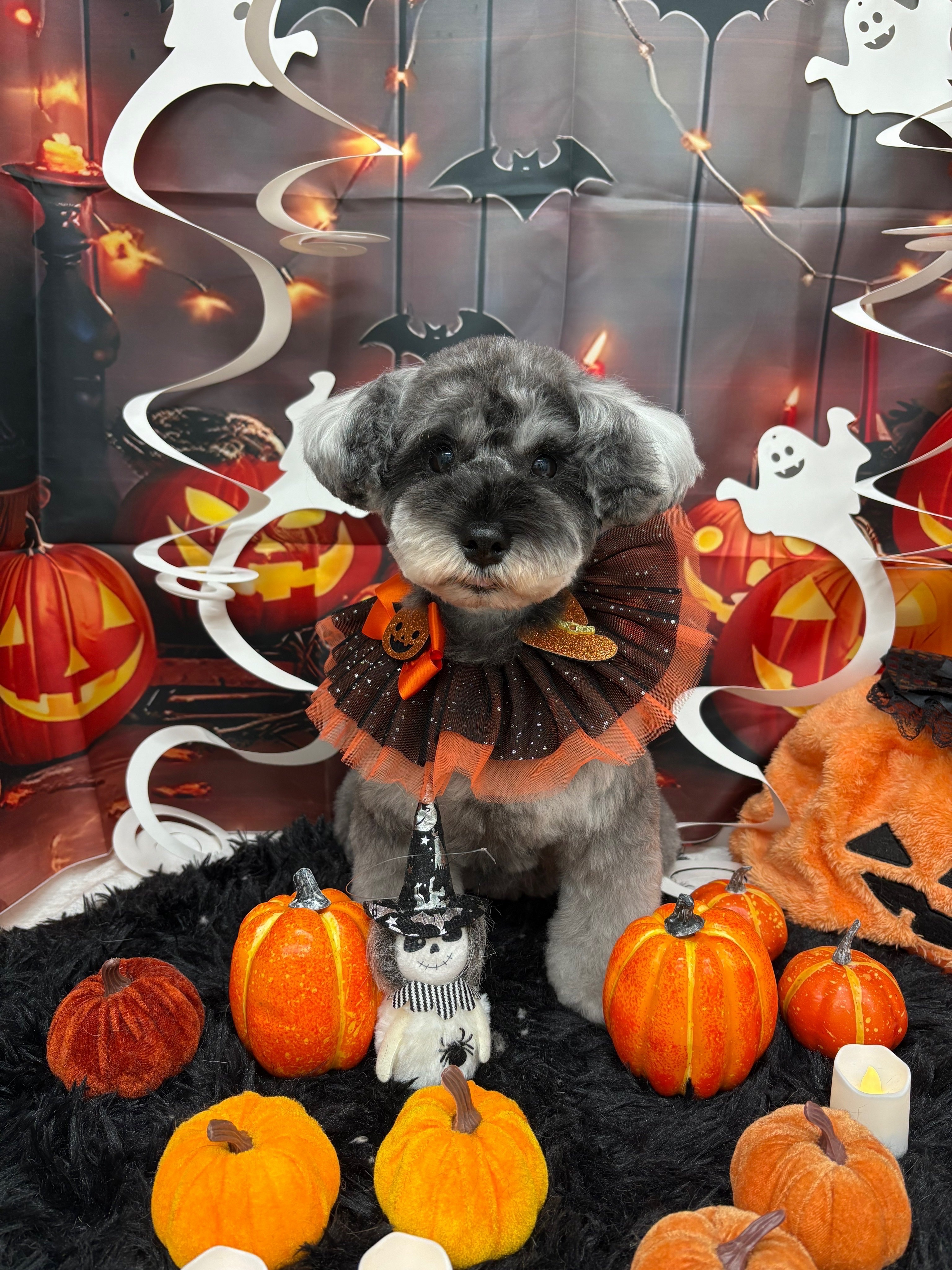 ☆トリミング紹介☆