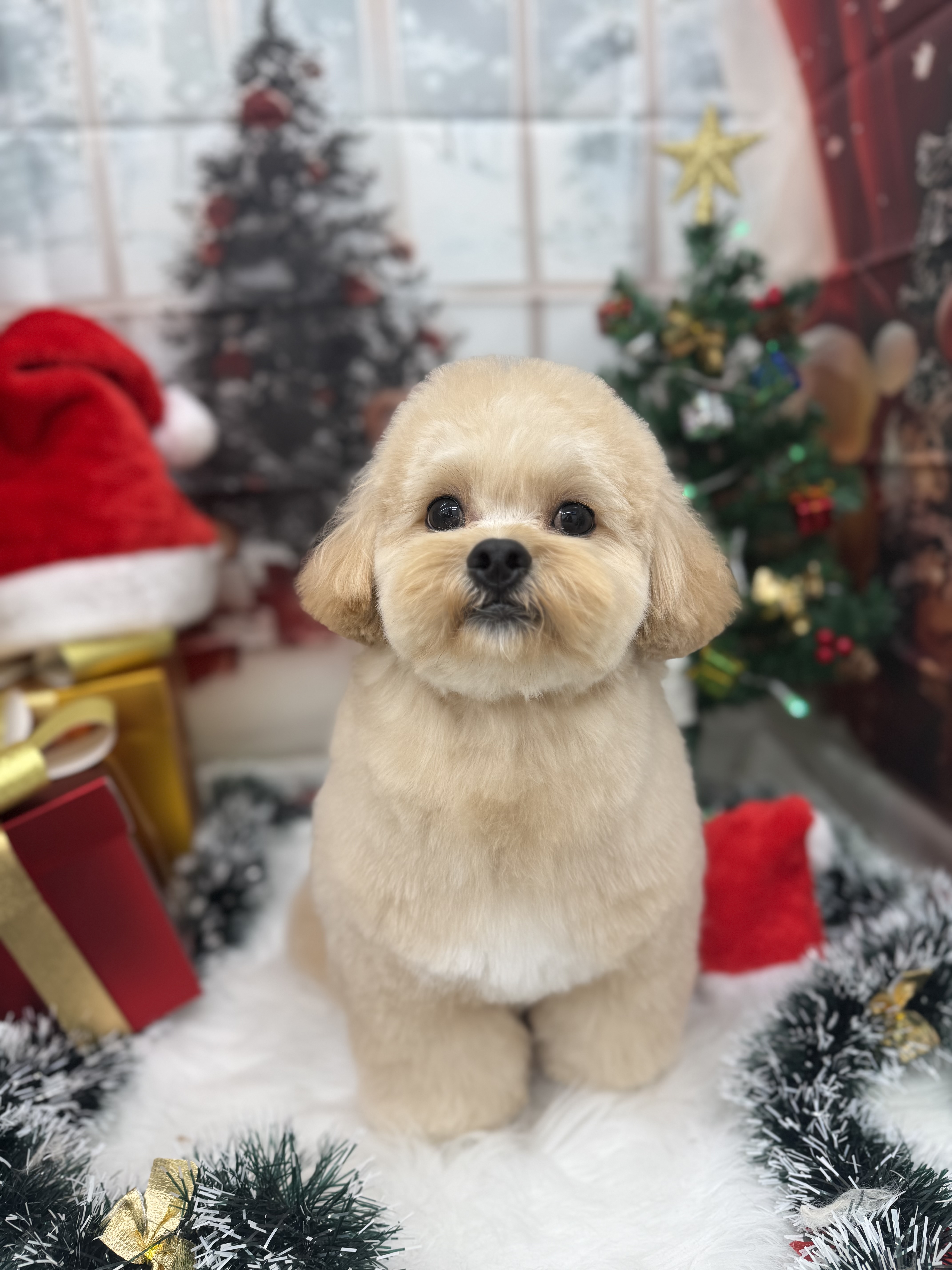 ☆トリミング紹介☆