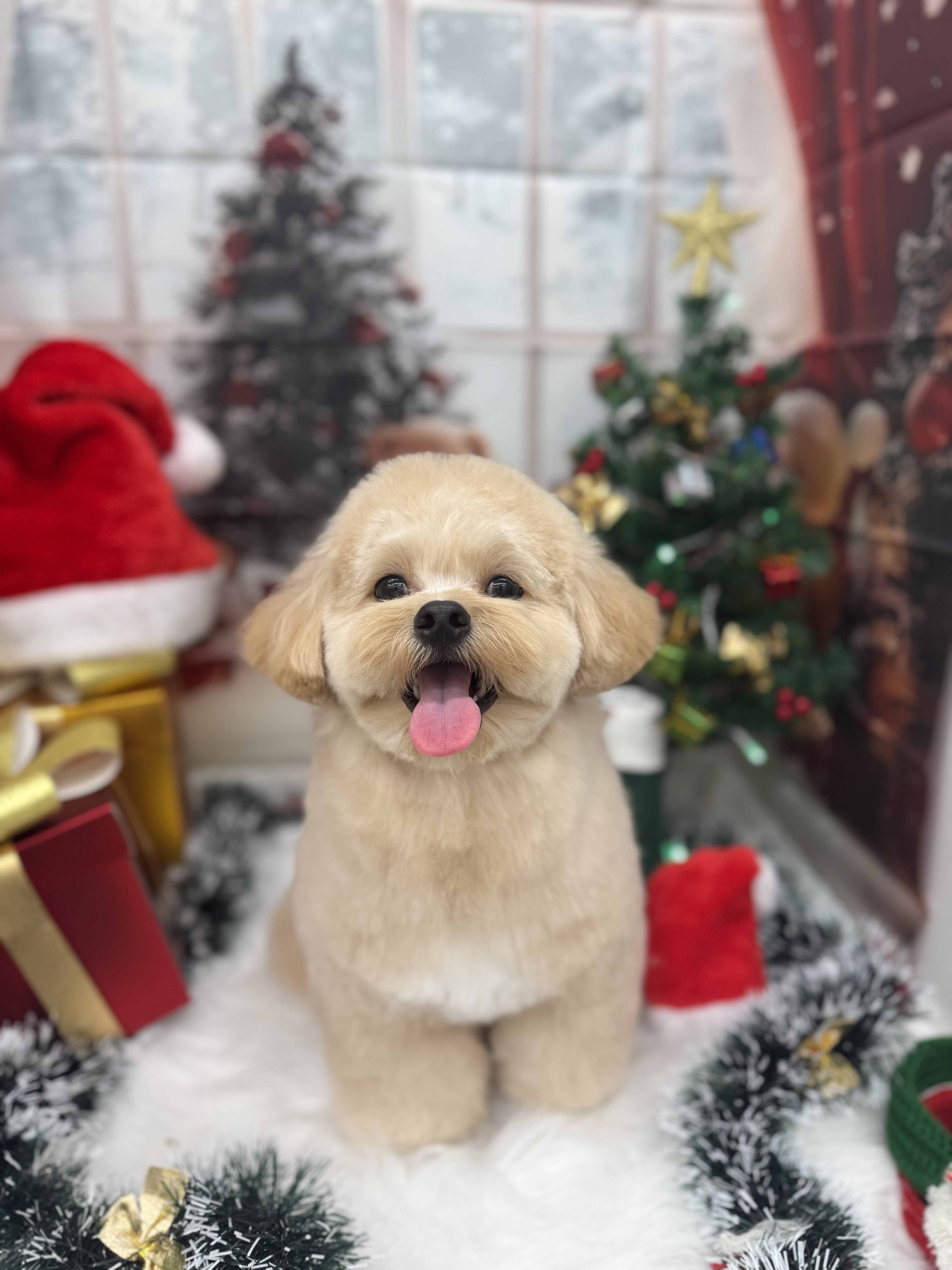 ☆トリミング紹介☆