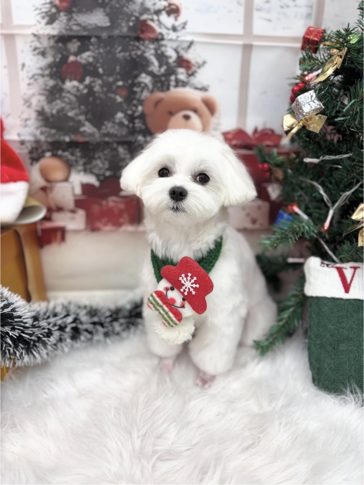 ☆トリミング紹介☆