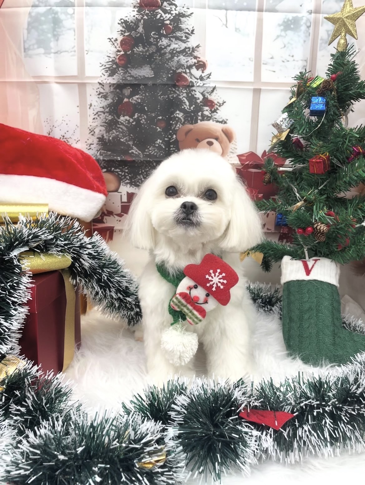 ☆トリミング紹介☆