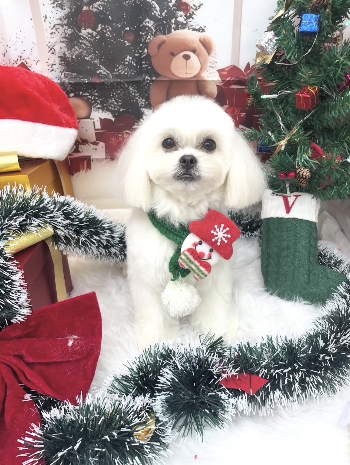 ☆トリミング紹介☆