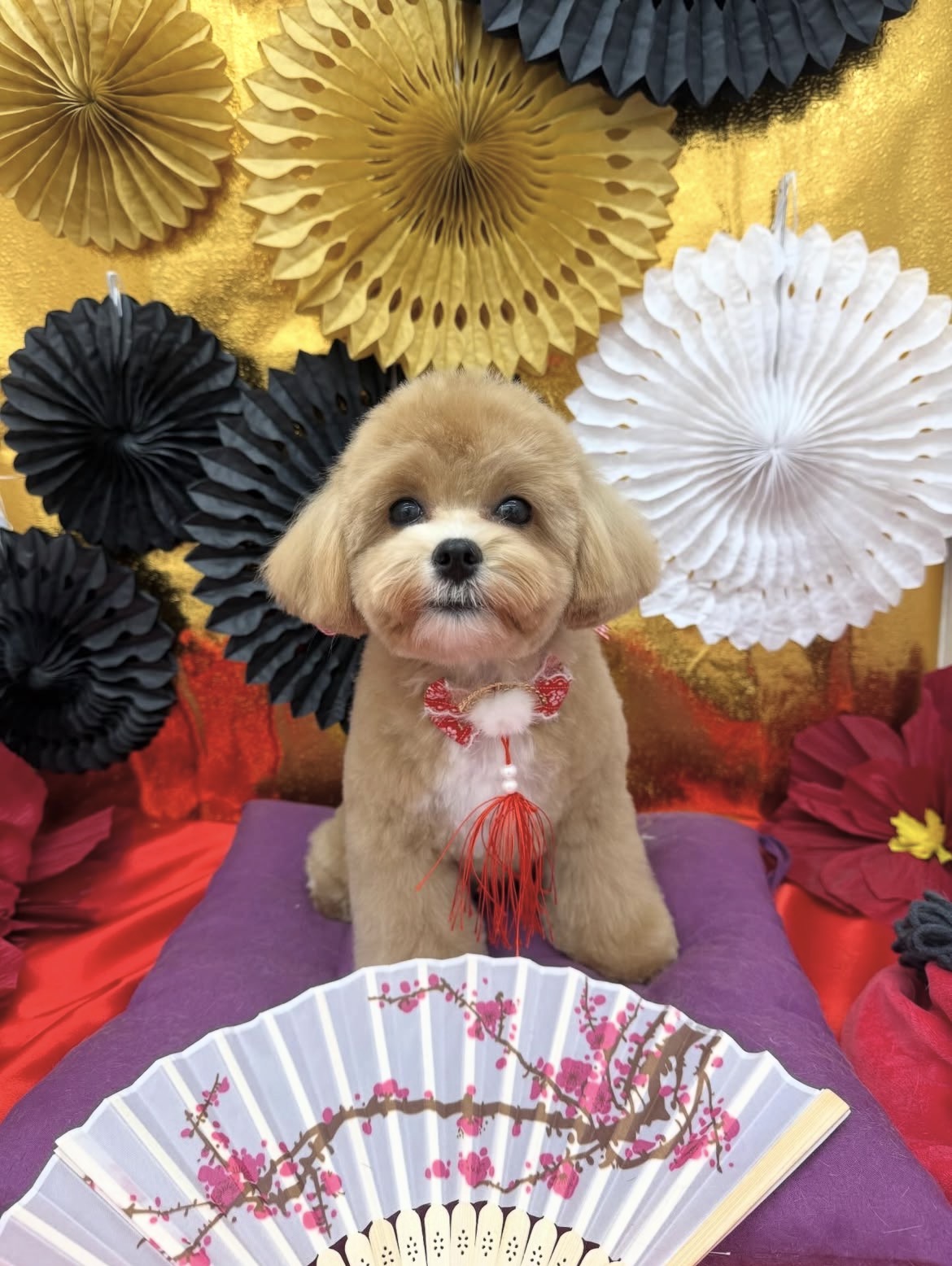 ☆トリミング紹介☆