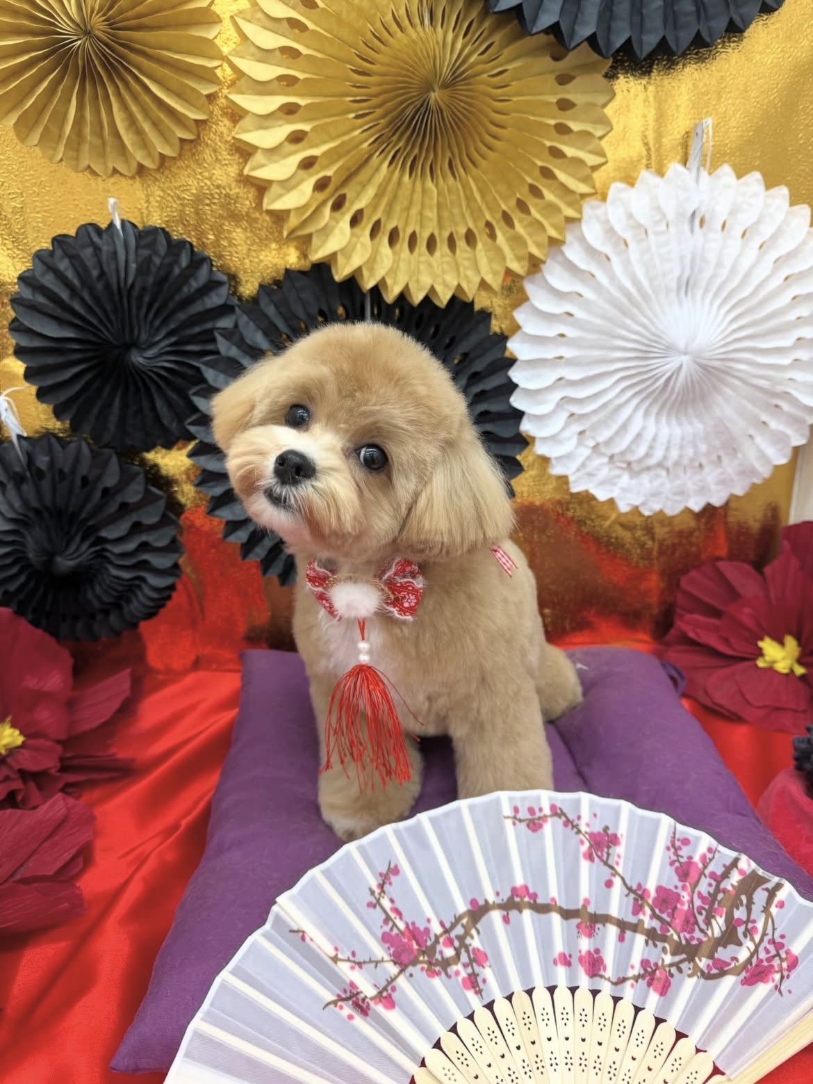 ☆トリミング紹介☆