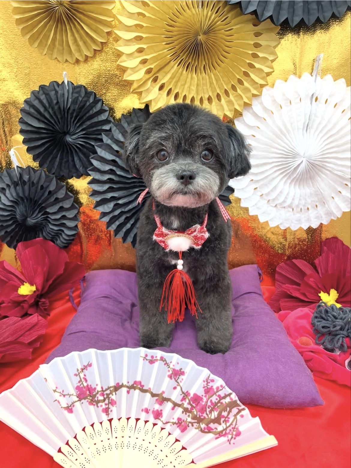 ☆トリミング紹介☆