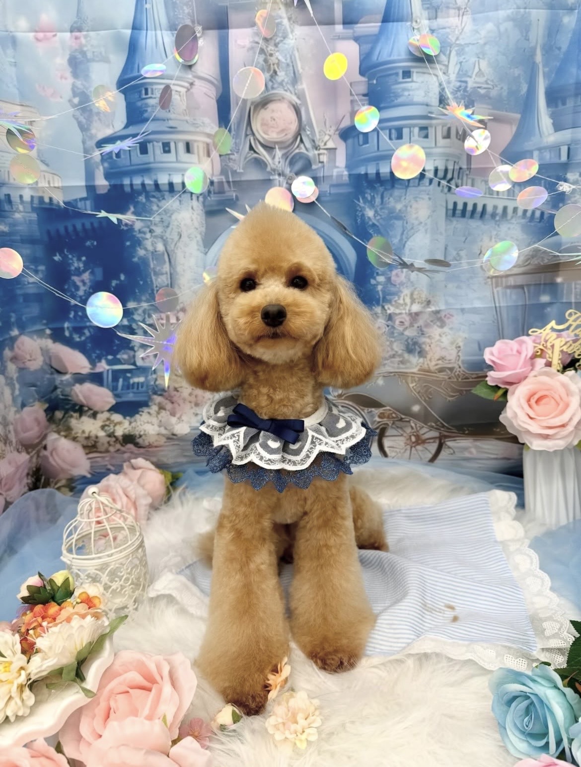 ☆トリミング紹介☆