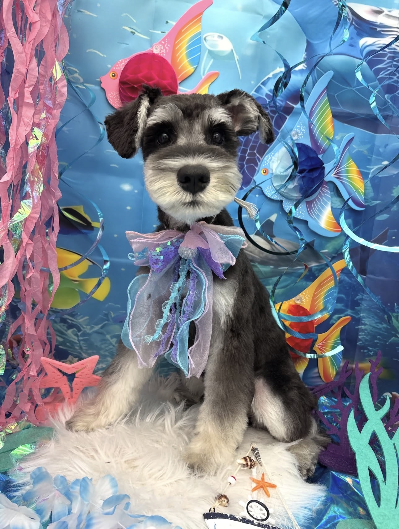 ☆トリミング紹介☆